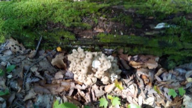 Rare and Delicious Umbrella Polypore / Summer Hens. смотреть онлайн