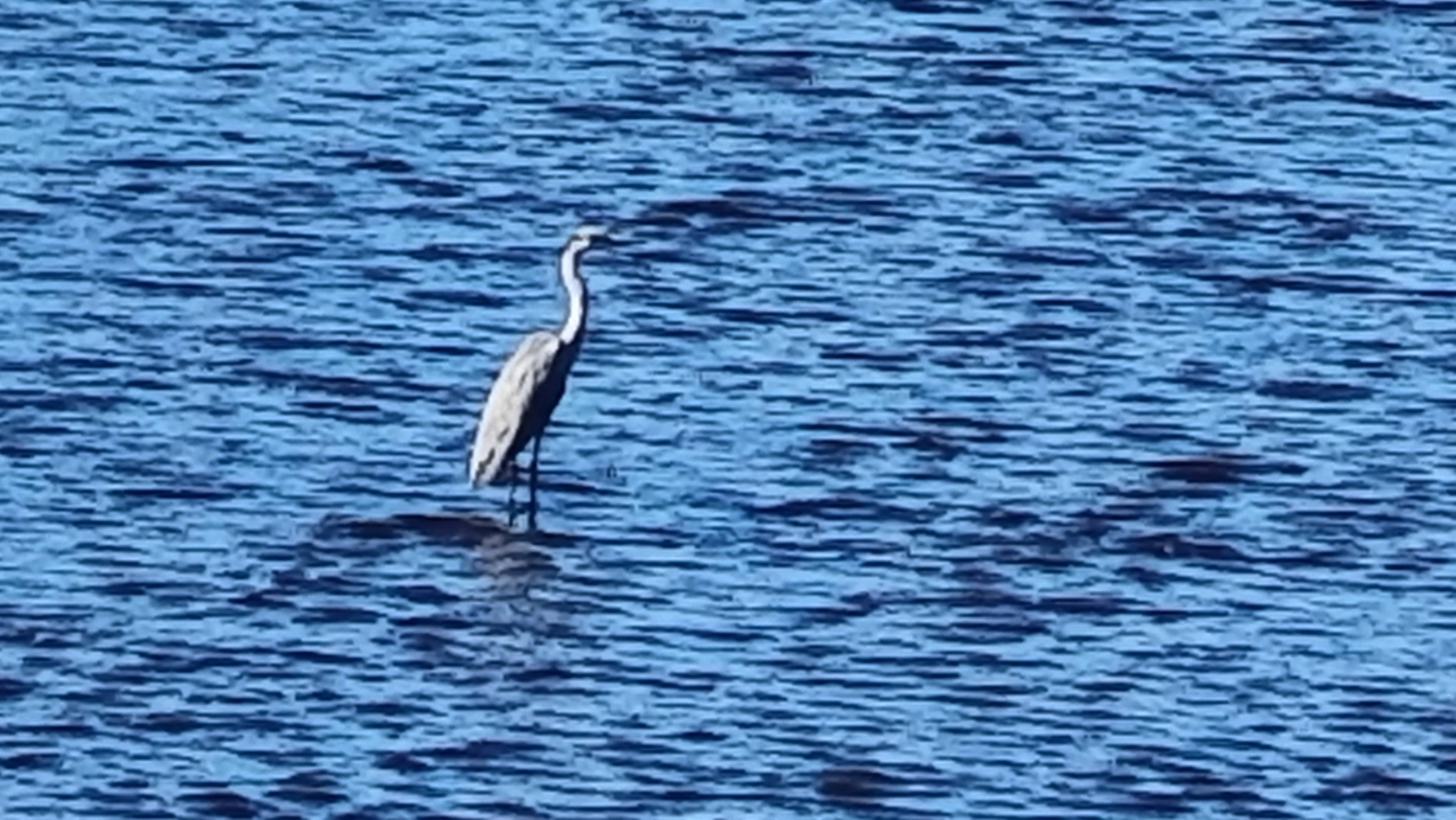 ПЕРНАТОЕ ЧУДО В ПОРОНАЙСКЕ! смотреть онлайн