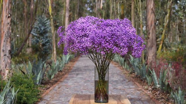 Gypsophila Xlence ™ (Dye Purple) смотреть онлайн