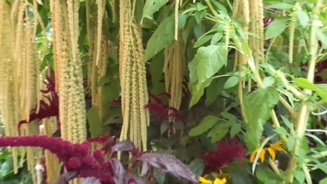 наш сад Амарант смотреть онлайн