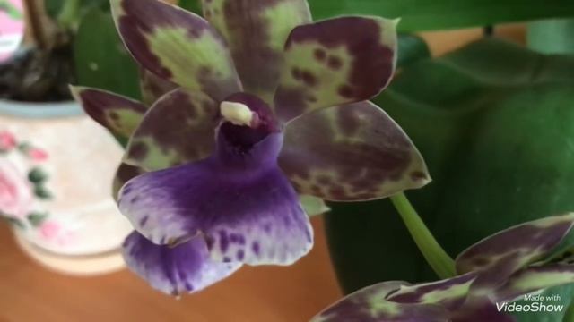 Цветут Мои Зигопеталумы. Лирическое настроение... смотреть онлайн