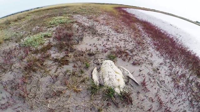 Когда нет ветра и летает только парафоил. Kite Pleasure смотреть онлайн