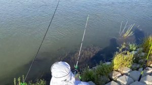 В поисках Рыбных МЕСТ - СЕРИЯ № 3 // Оросительный канал (Волгоградская обл.)