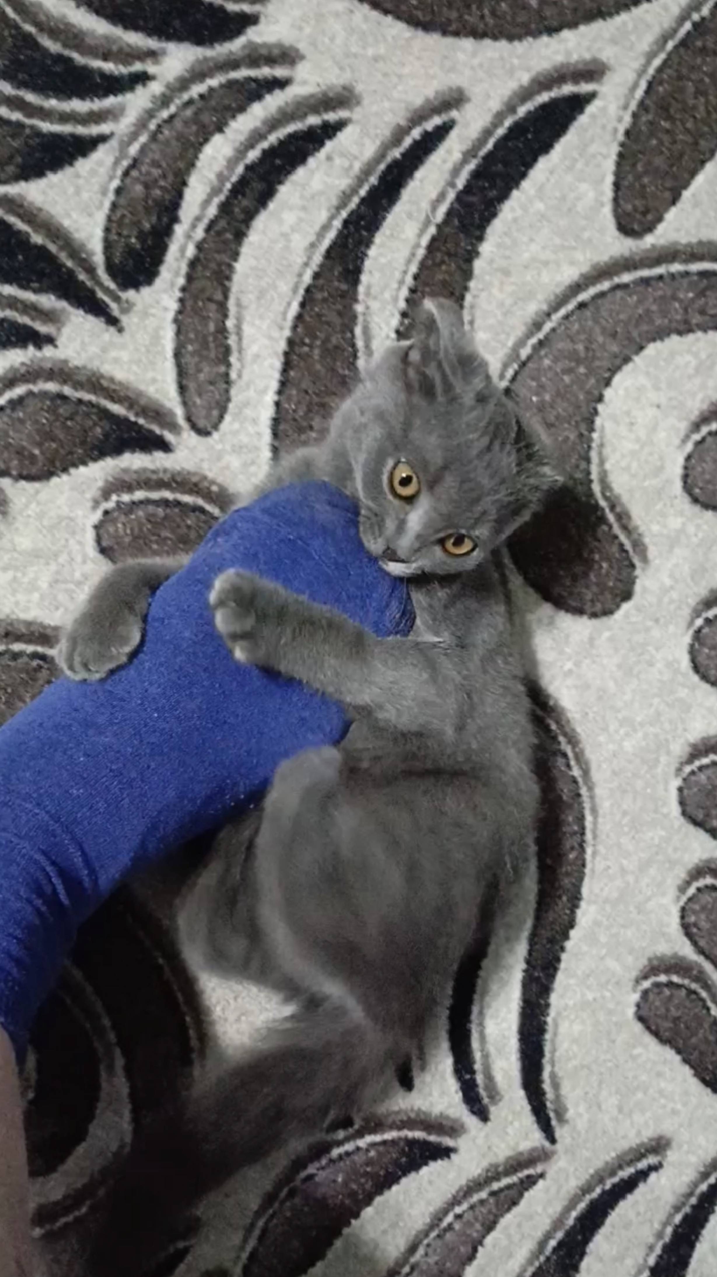 Котёнок и ног смотреть онлайн