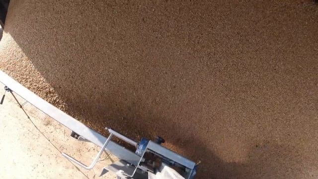 Очистка и сушка зерна / Озимая пшеница смотреть онлайн