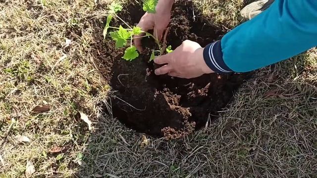 ПОСАДКА МАЛИНЫ И СМОРОДИНЫ ?? из светофора ? | ЗАПОЗДАЛЫЙ ВЛОГ ?⠀#10 смотреть онлайн