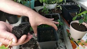 Выращивание огурцов на окне.