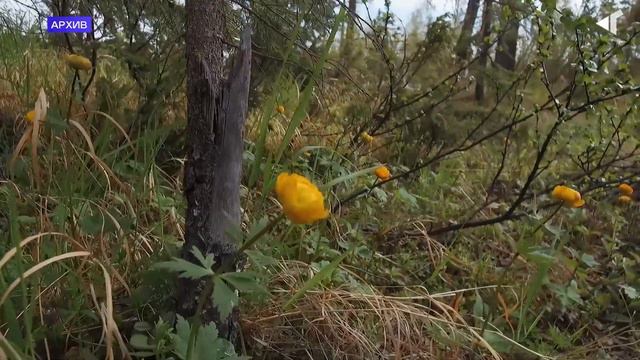 0206 ПОНЕСЛОСЬ смотреть онлайн