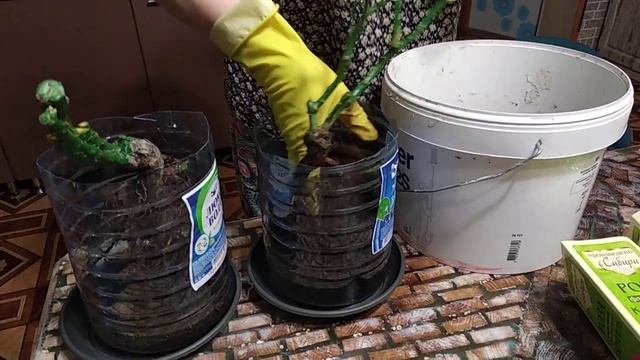 Розы из Сибири смотреть онлайн
