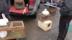 Кролики на рынке