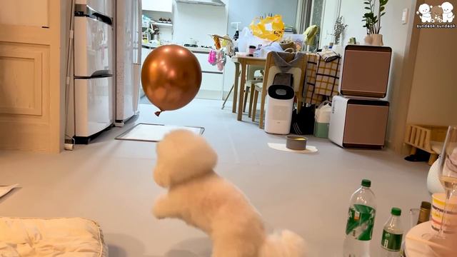 나 덕선! 이번엔 못 참아!!!😡 (인내심 강한 강아지) смотреть онлайн