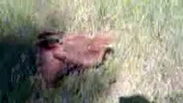 Зато орла увидели))) смотреть онлайн