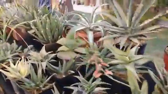 cactus🌵stall at flower show Season Karachi Pakistan 🇵🇰 смотреть онлайн