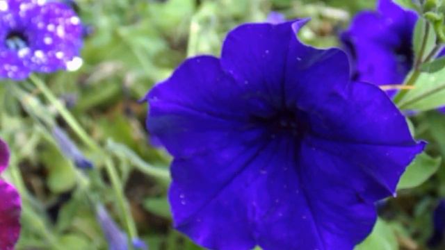 Wave Blue Petunia