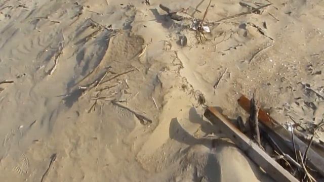 Весь пляж Анапы усыпан мусором и старыми водорослями