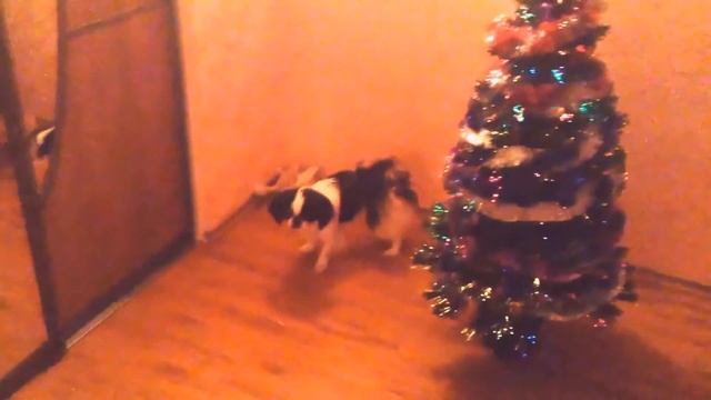 Японский Хин гоняется за лазерной указкой. Приколы с животными смотреть онлайн