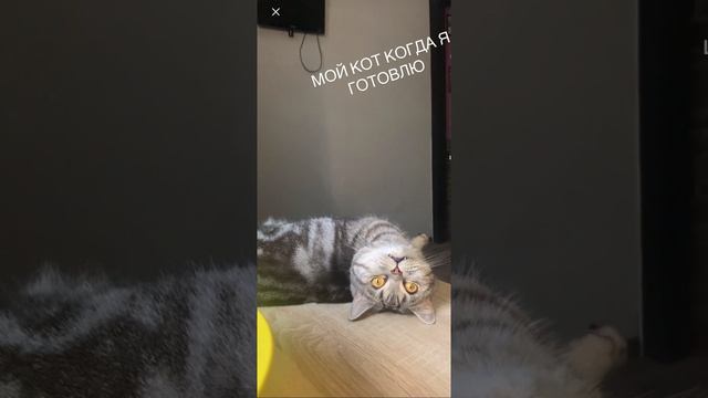 Мой кот когда я готовлю