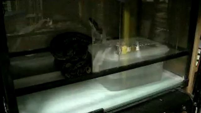 Ball Python "タマ" アタックシーン　9/2　2011 смотреть онлайн