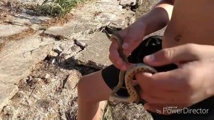 Ловля змей!! (Огромная змея!!!!)