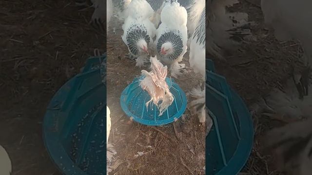 брама светлая зимой в теплице смотреть онлайн