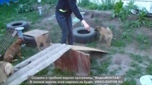 Помесь сибирского хаски и немецкой овчарки