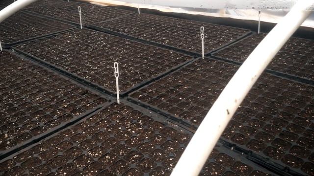 САМЫЙ БОЛЬШОЙ ПОСЕВ ПЕТУНИИ НА ПРОДАЖУ смотреть онлайн