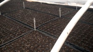 САМЫЙ БОЛЬШОЙ ПОСЕВ ПЕТУНИИ НА ПРОДАЖУ