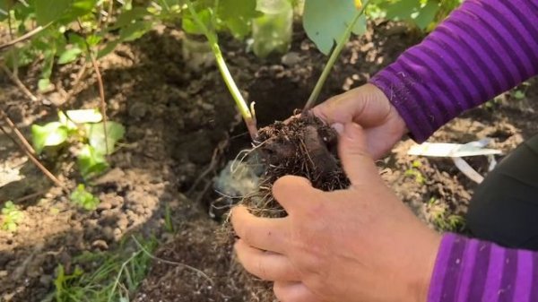 How to make peony plant to produce more flowers