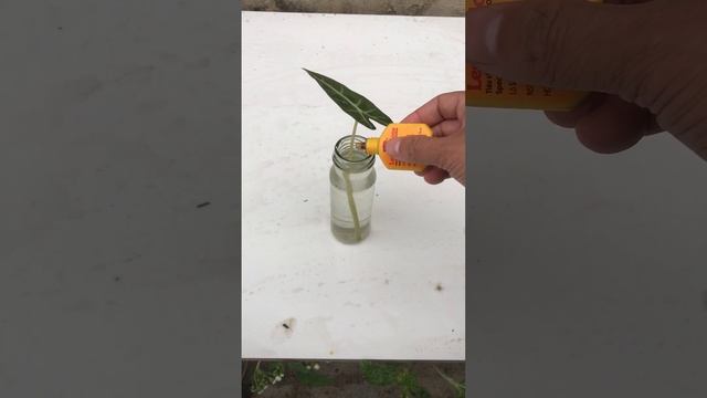 Breeding Alocasia Amazonica in the country #shorts смотреть онлайн