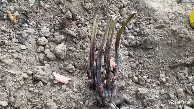 Посадка Півоній восени по всім правилам🌺🌸 смотреть онлайн