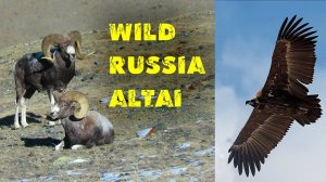 В мире животных Горного Алтая. Сайлюгемский национальный парк. @Фильм Ивана Усанова (Дикая Сибирь)