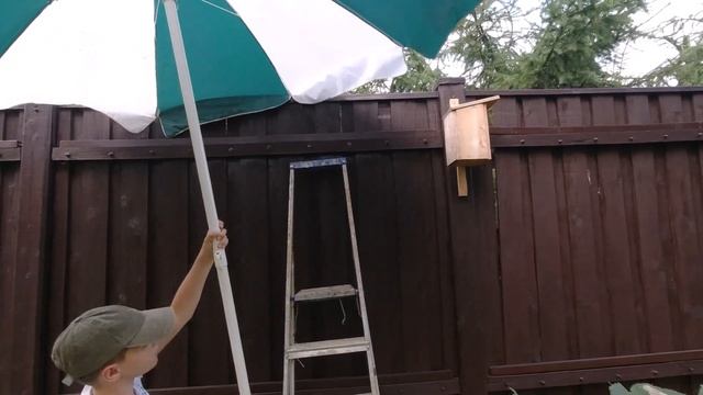 Синица шипит в гнезде, защищает кладку. The tit hisses in the nest, protecting the clutch of eggs. смотреть онлайн