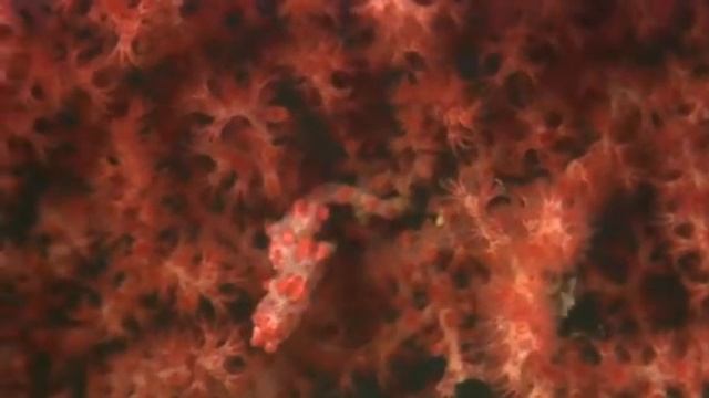 Карликовые морские коньки (род Hippocampus) всю жизнь привязаны к роговым кораллам одного вида. смотреть онлайн