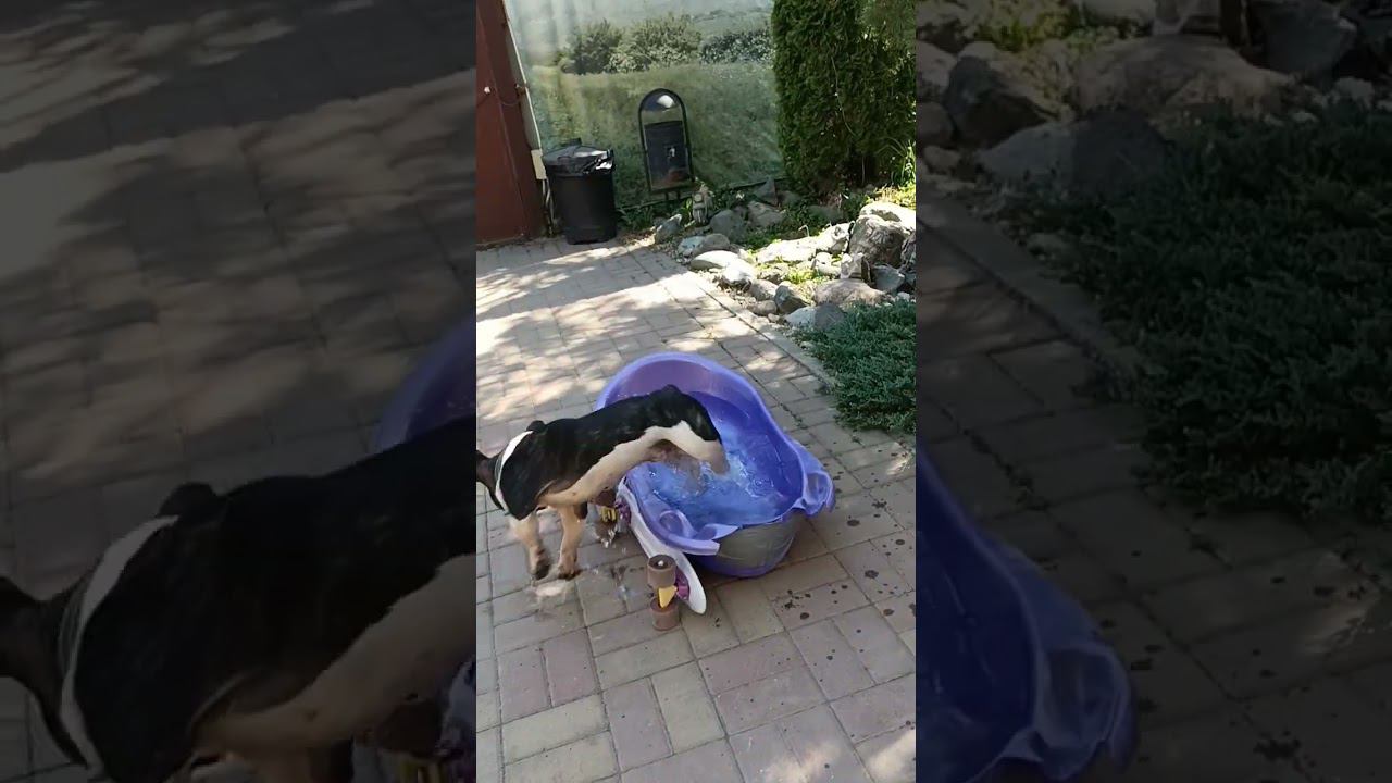 #frenchbulldog #buldoguefrances смотреть онлайн