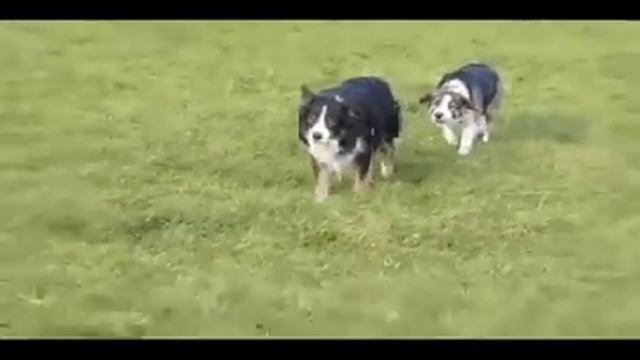 Самые странные собаки на свете. смотреть онлайн
