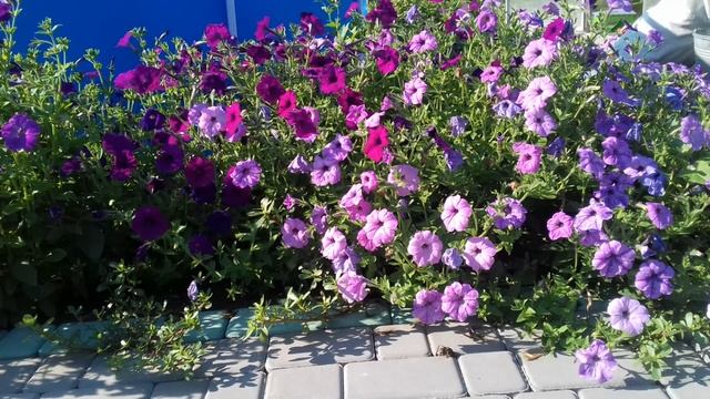 Чудо удобрение: вот оно то самое средство которое я искала смотреть онлайн