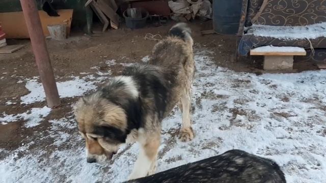 Tobet-boribasar.kz .Kazakh aboriginal wolfhound . Тобет-казазский волкодав. смотреть онлайн