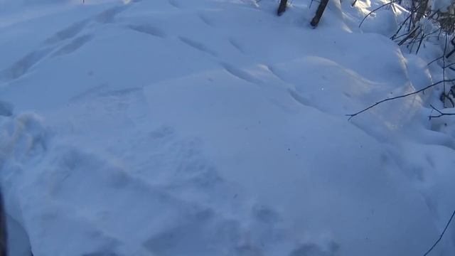 Установка капкана на лису(под след) смотреть онлайн