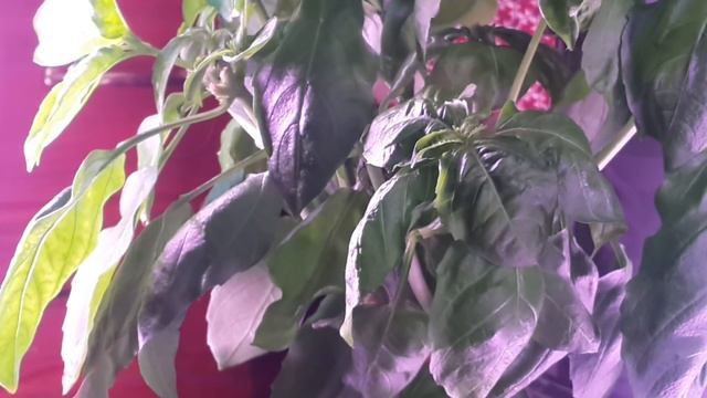 Аэропонная установка Аэро-Флора, своими руками. Круглогодичное выращивание зелени. Читай описание смотреть онлайн