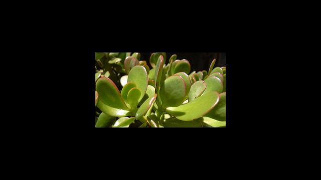 Как ухаживать за толстянкой смотреть онлайн