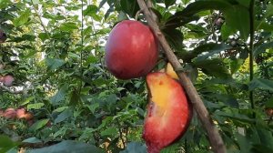 Алыча Глобус