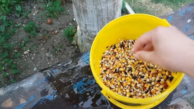 Пыльный корм для голубей, Staubiges Taubenfutter, Dusty pigeon feed – 25.08.2022 смотреть онлайн