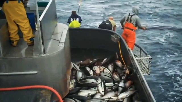 Amazing Fast Tuna Fishing Skill - Lot Of Live Fish Catching At Sea. смотреть онлайн