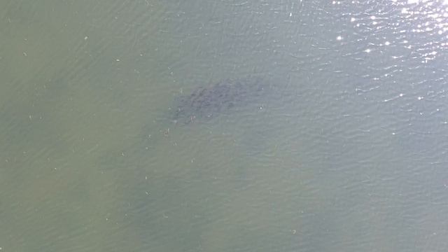 Озеро Тасей. Косяк рыбы. DJI Fantom 4 смотреть онлайн