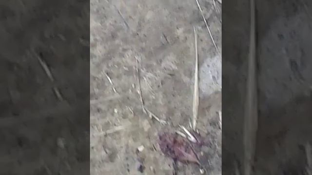Летучая мышь ползает и пищит/ Bat squeaks and crawls смотреть онлайн