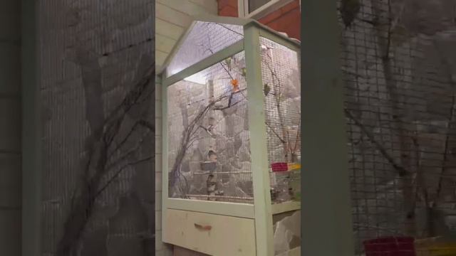 клетки и вольеры для птиц, белок, обезьянок!! на заказ!! ☎89647854004 Виталий смотреть онлайн