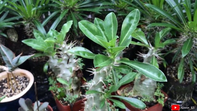Pachypodium Lamerei & Saundersii | aug20 смотреть онлайн