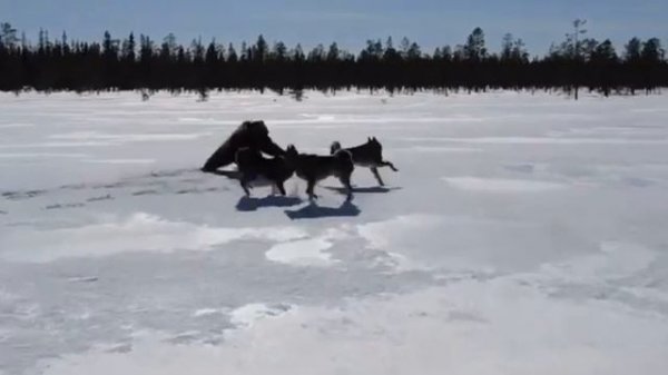 Работа лаек по медведю в тайге