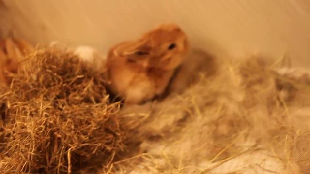 Вислоухие крольчата смотреть онлайн