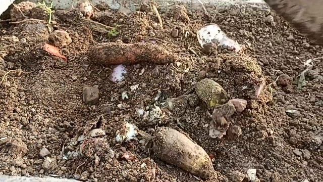 How to use trichoderma viride in gardening telugu |Biofungicide Trichoderma смотреть онлайн